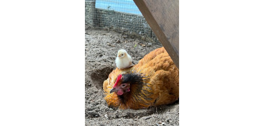 Küken auf Huhn