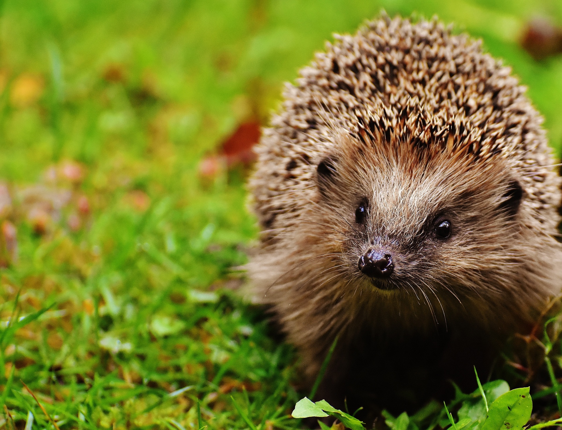 Igel auf Wiese