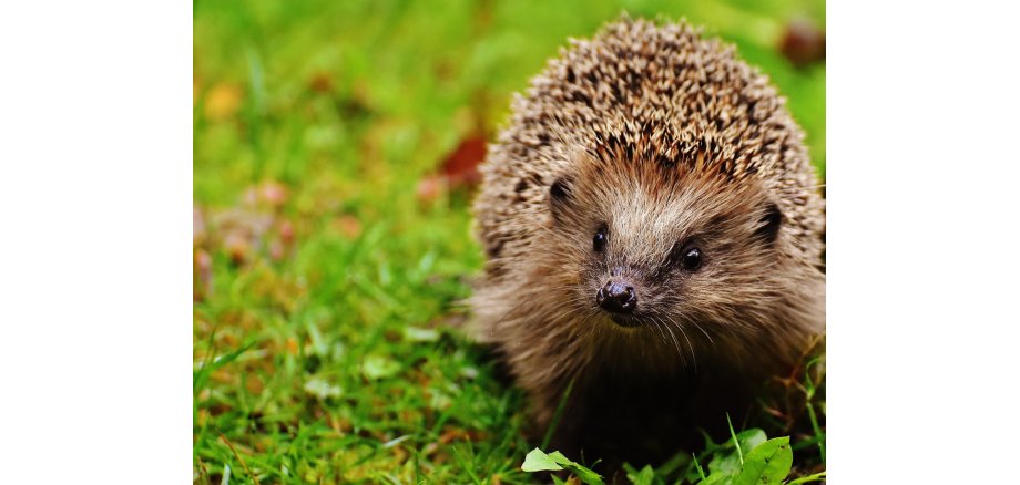 Igel auf Wiese