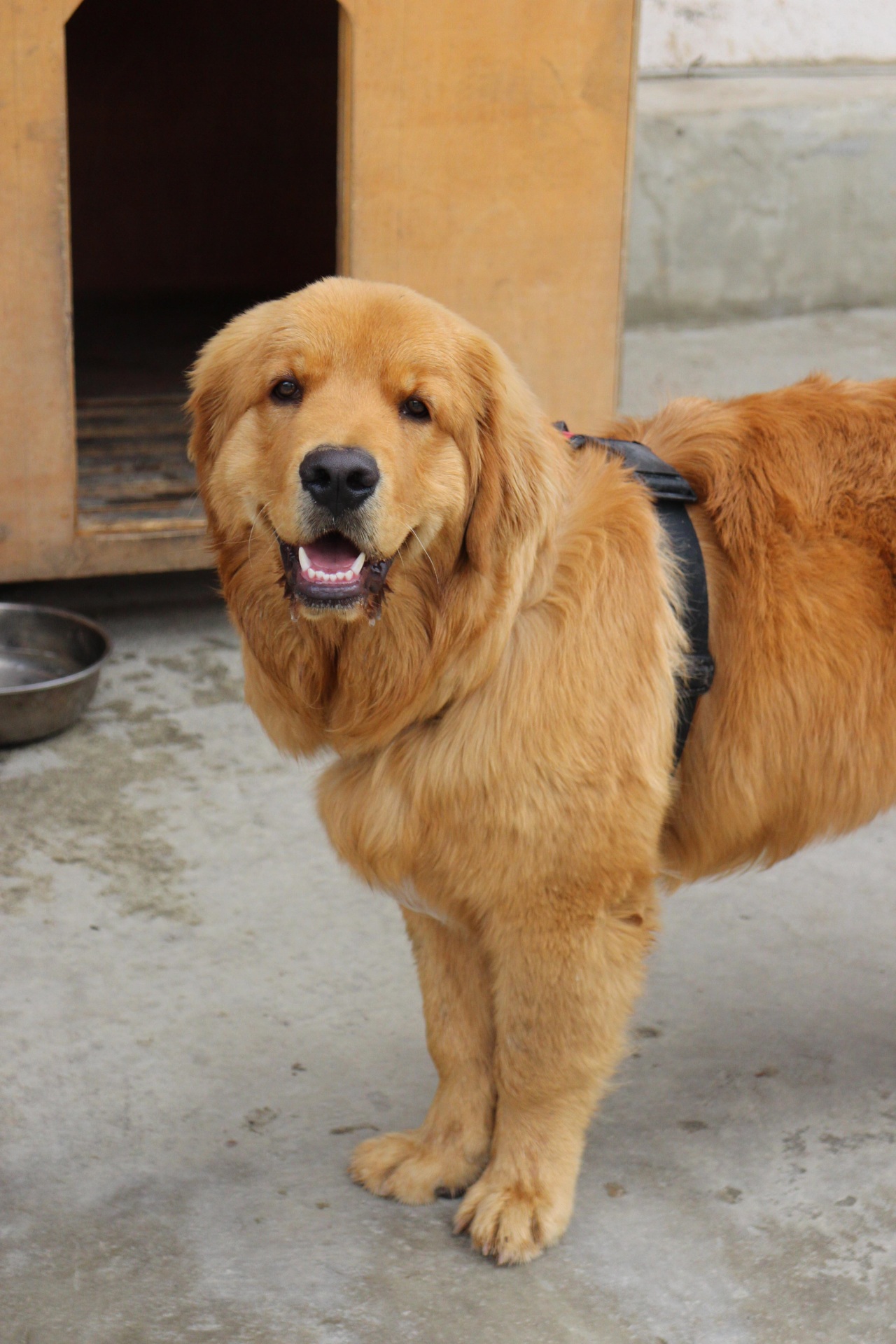 Hund vor Hundehütte