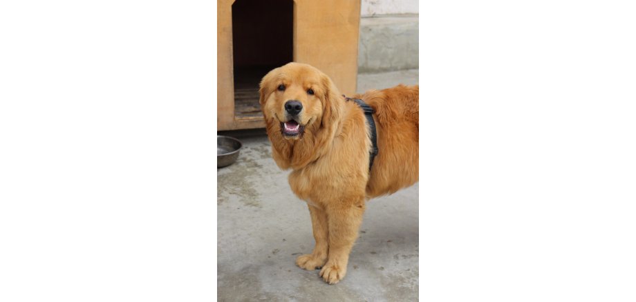 Hund vor Hundehütte