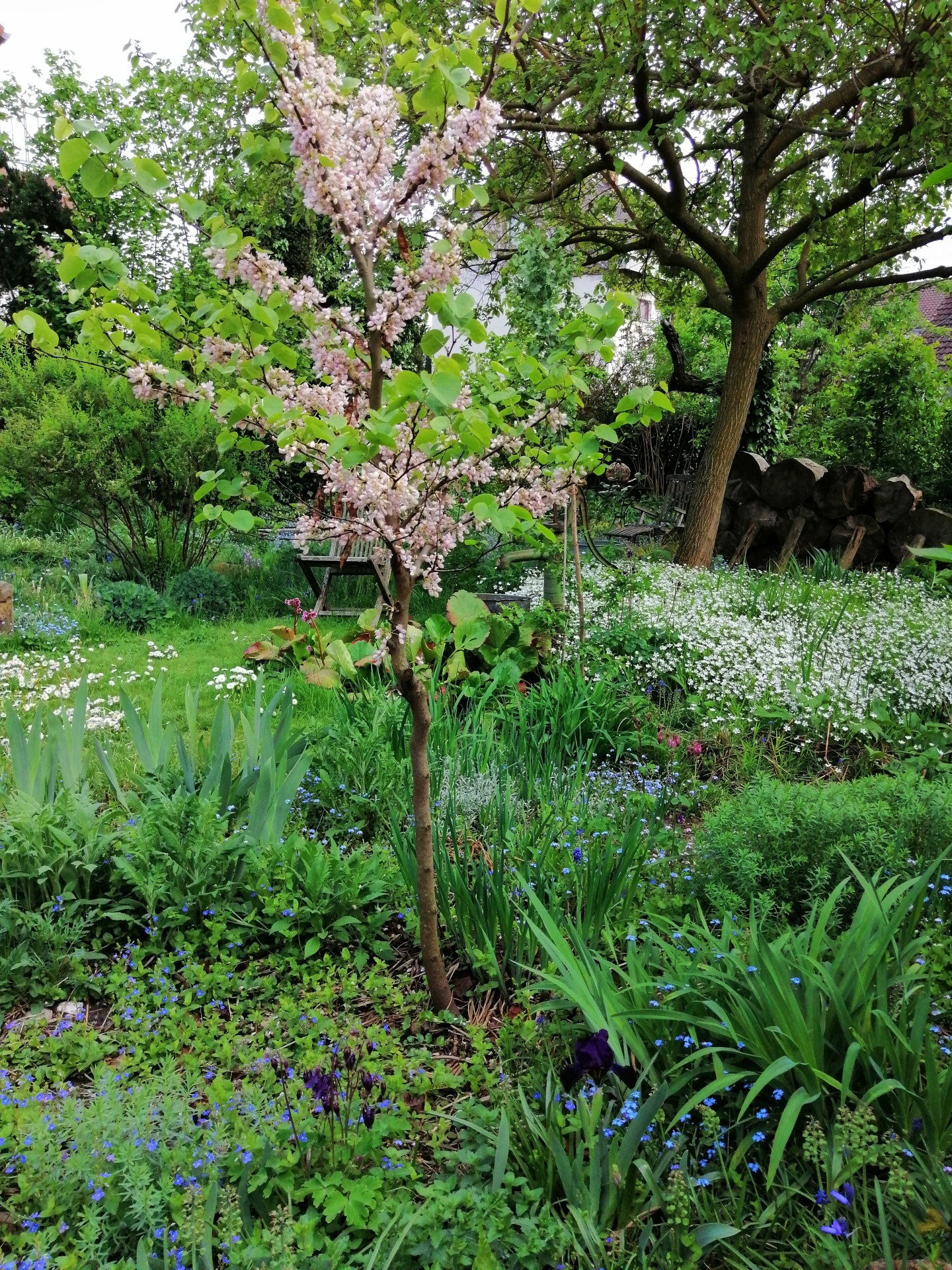 Blühender Baum im Garten 