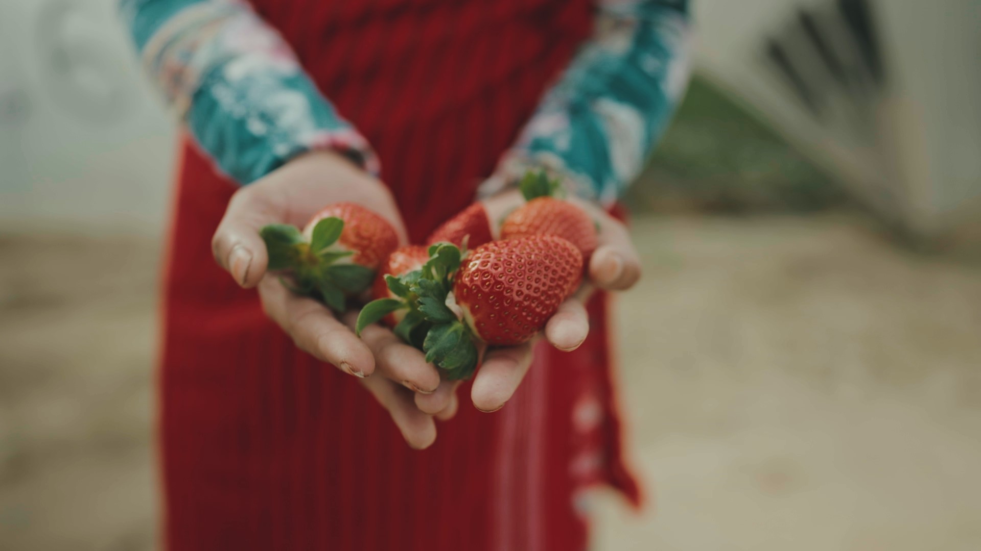 Frauenhände die Erdbeeren halten