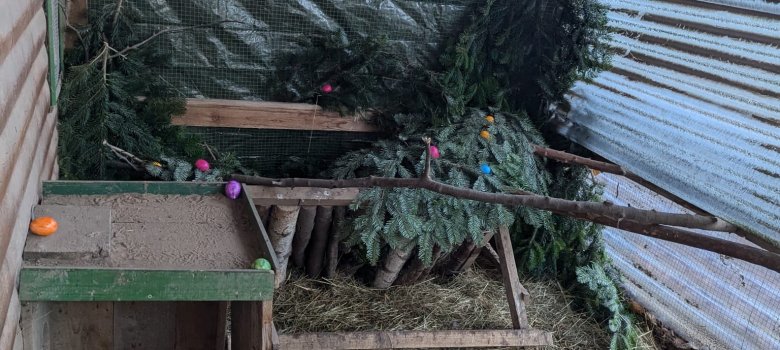 Foto: Hühnerstall mit Ostereiern