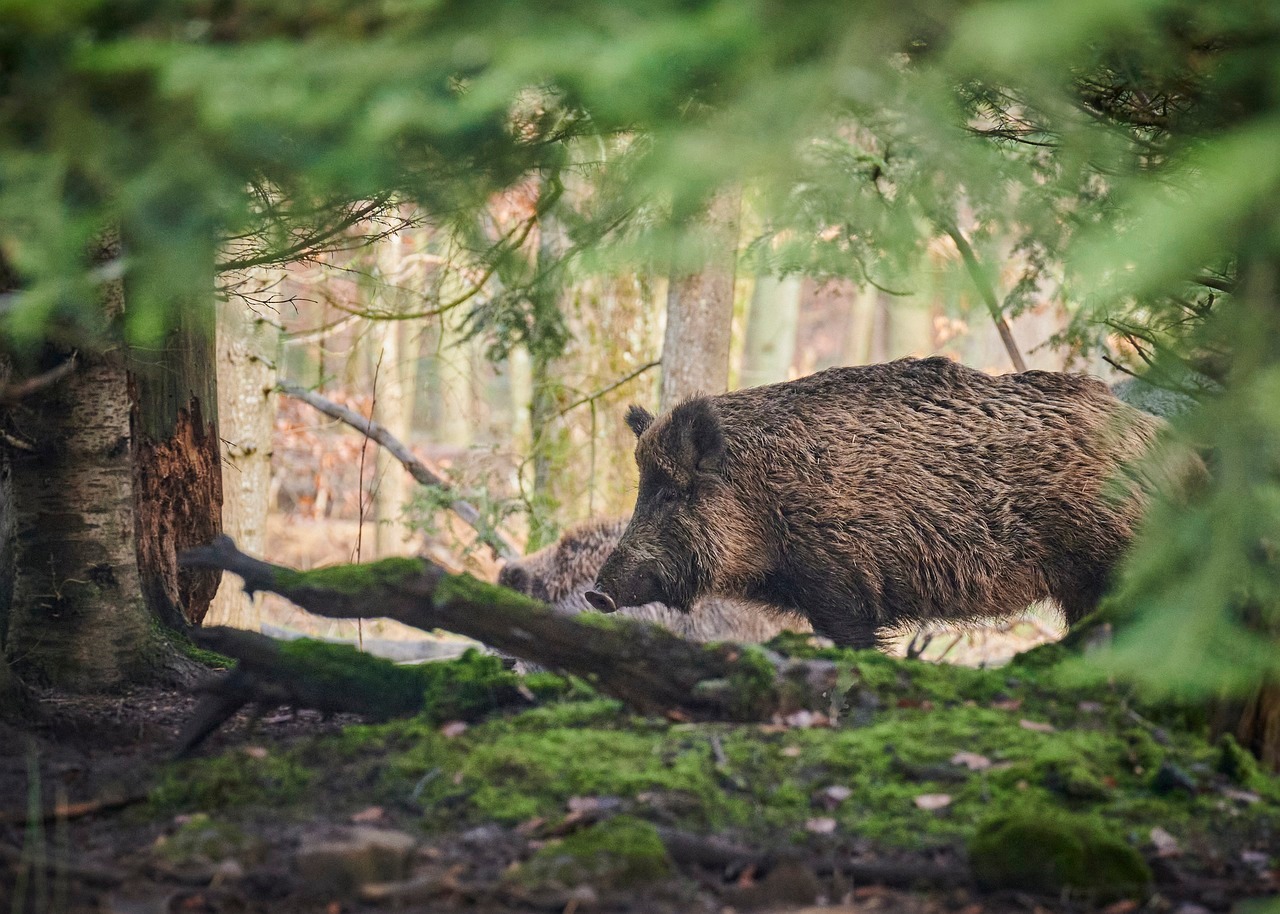Bild Wildschwein Wald