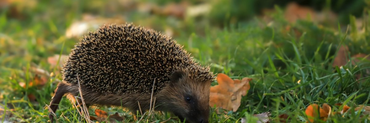 Bild Igel