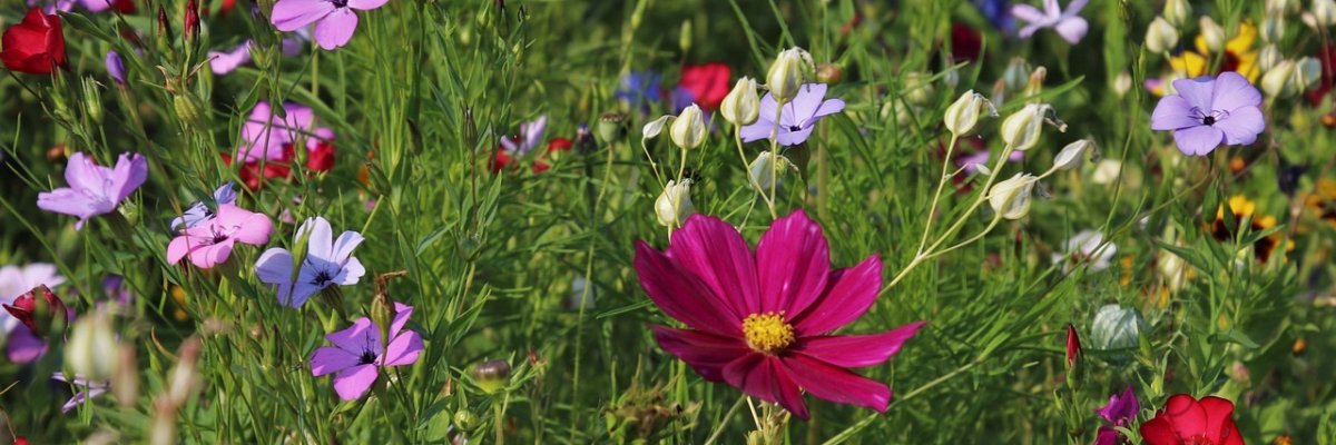 Foto Blumenwiese