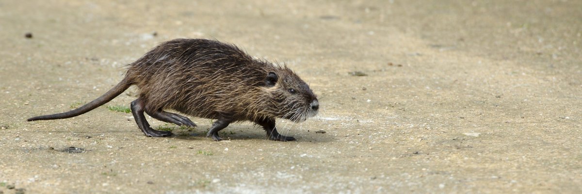 Bild Nutria